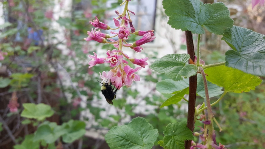 Bumble bee working on a pink flower of currant flower cluster