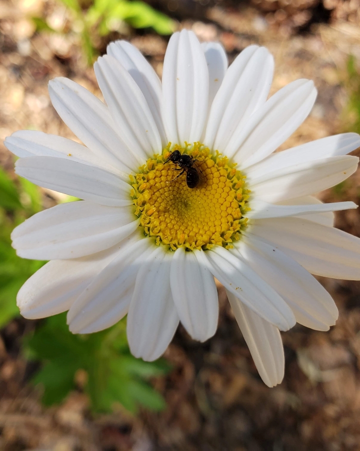 White daisy with a tiny native bee feeding on it
