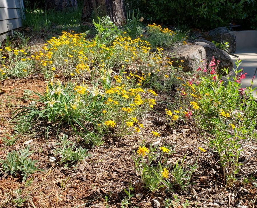 Yellow flowers in a new small pollinator garden