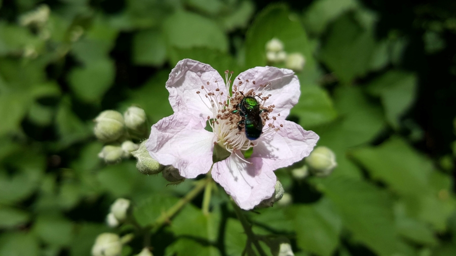 Green bee feeding on a blackberry flower