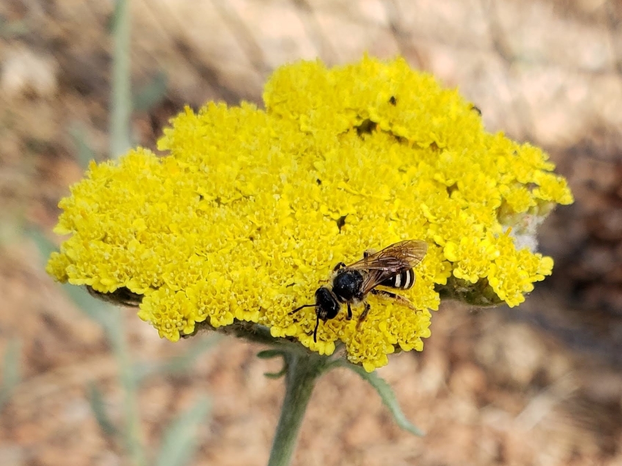 Yellow yarrow flower head with a small native bee working on it