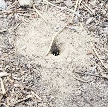 Bee emerging from hole in the soil