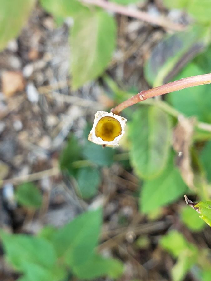 Hollow stem of bee balm after flower was cut