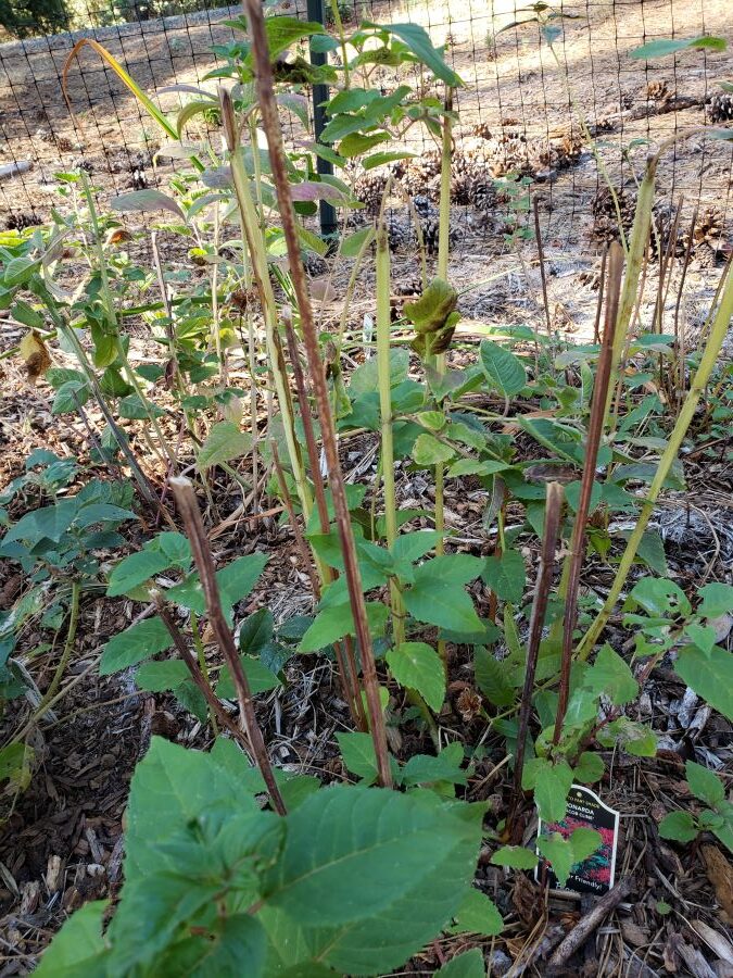 Stems of bee balm after flowers were harvested, some green and some brown