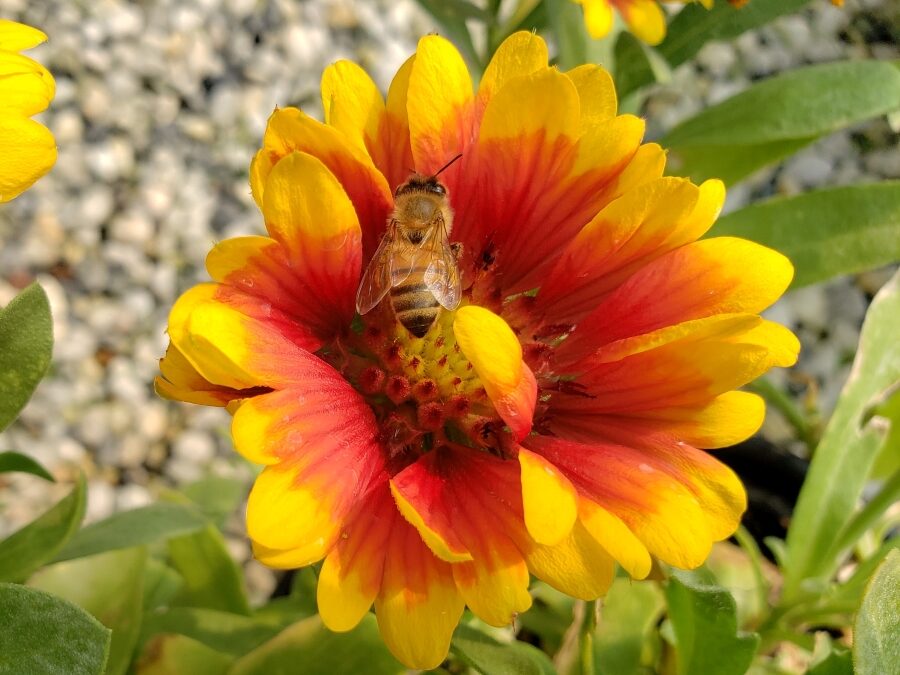 Honeybee visiting a Gaillardia flower at a nursery