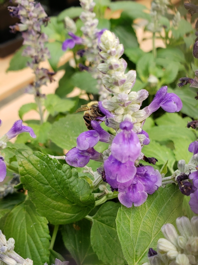 A honeybee is feeding on a purple salvia flower in a nursery