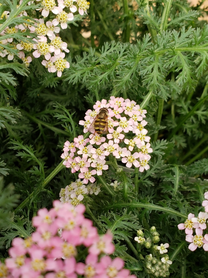 Hoverfly, a beneficial insect that looks like a bee feeding on pink yarrow flower