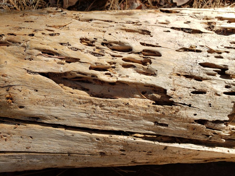 Old log with crevices, holes, and beetle tunnels