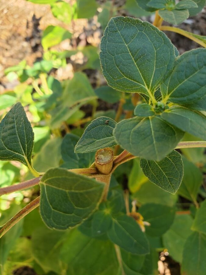 Cut end of pithy stem with foliage around