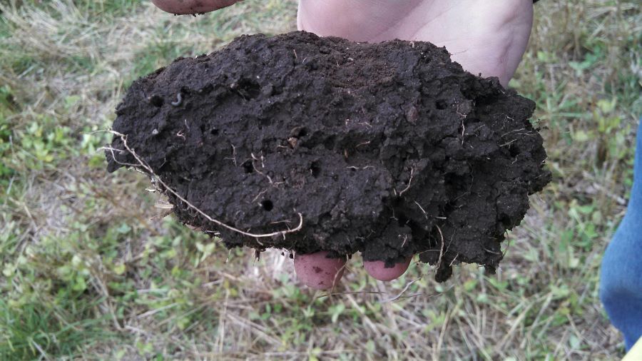 Handfulof dark soil with roots and earthworms and earthworm tunnels