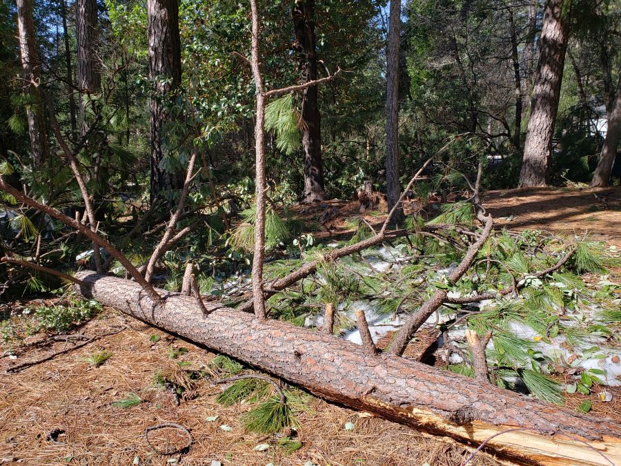 Fallen pine tree top, broken at the bottom