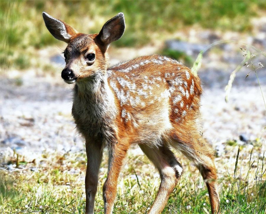 Fawn with white spots