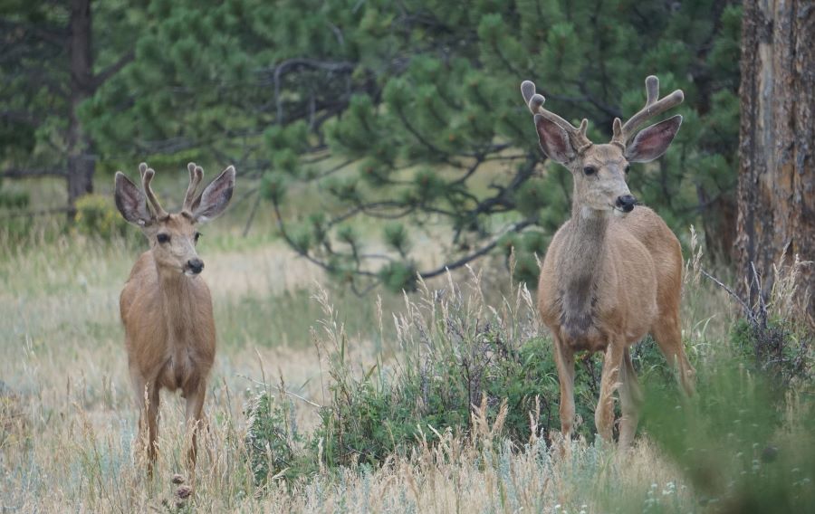 Mule deer bucks with velvet on their antlers