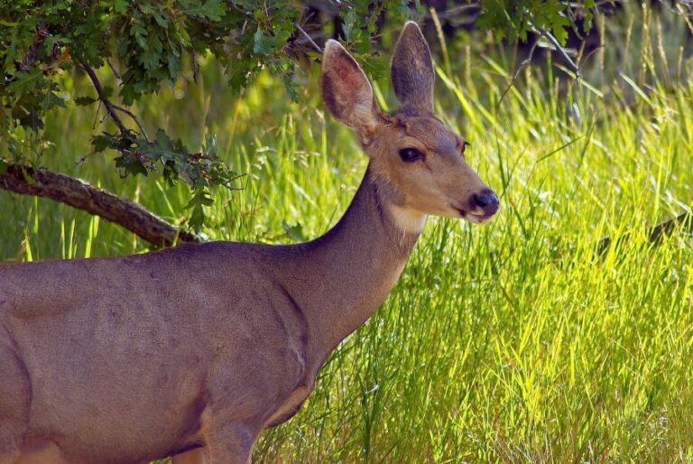 Doe standing in grass