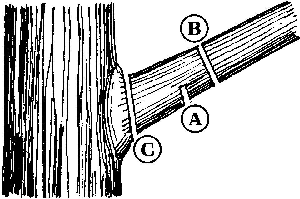 Drawing of tree with limb, showing the order of cuts to make to remove the limb without tearing the bark.