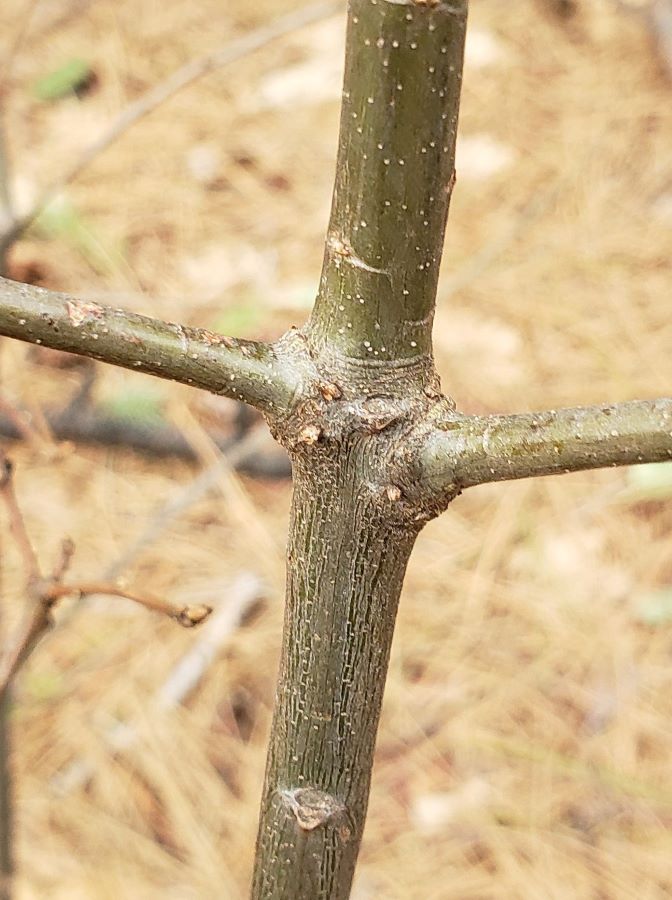 Young oak tree with small branches showing raised areas of branch collars