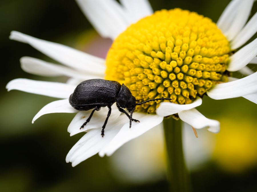 Black beetle feeding on pollen and nectar on a white daisy