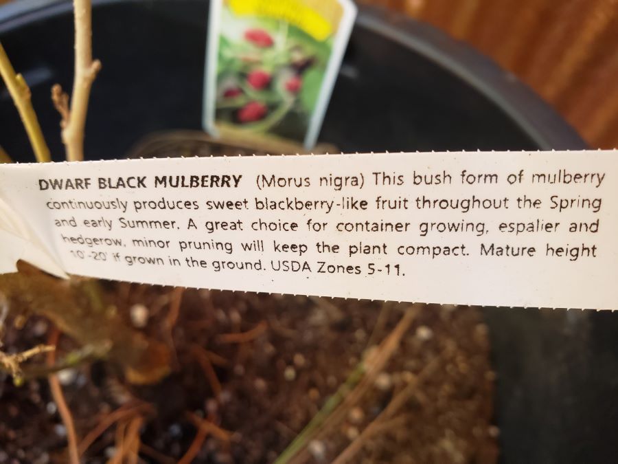 Plant with black mulberry label saying it grows well in zones 5-11