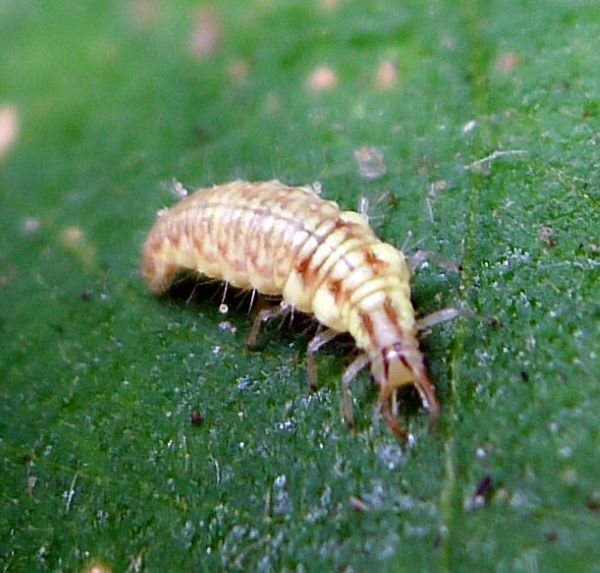 Green lacewing larva, looks like a worn or caterpillar, tan and white, ridged back, with pincers at the mouth