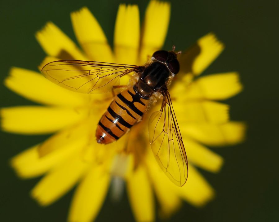 Yellow dandelion flower with a black and yellow hoverfly on it.