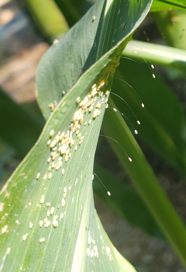Corn leaf with many aphids on it and a row of tiny white eggs hanging from thin threads-these are lacewing eggs.