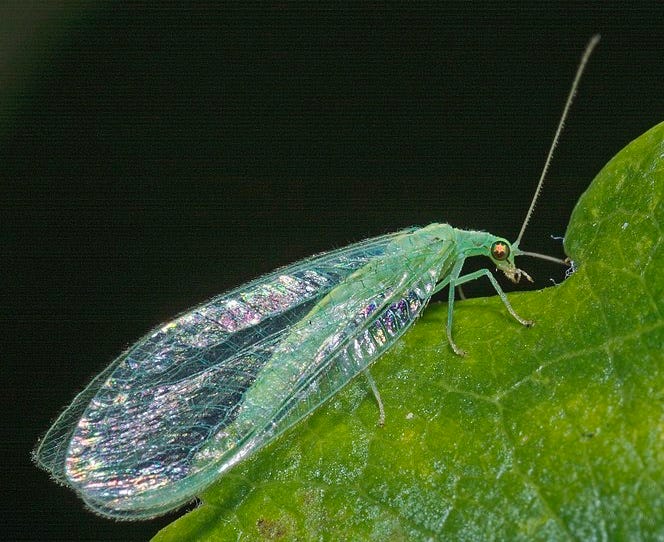 Green lacewing insect adult