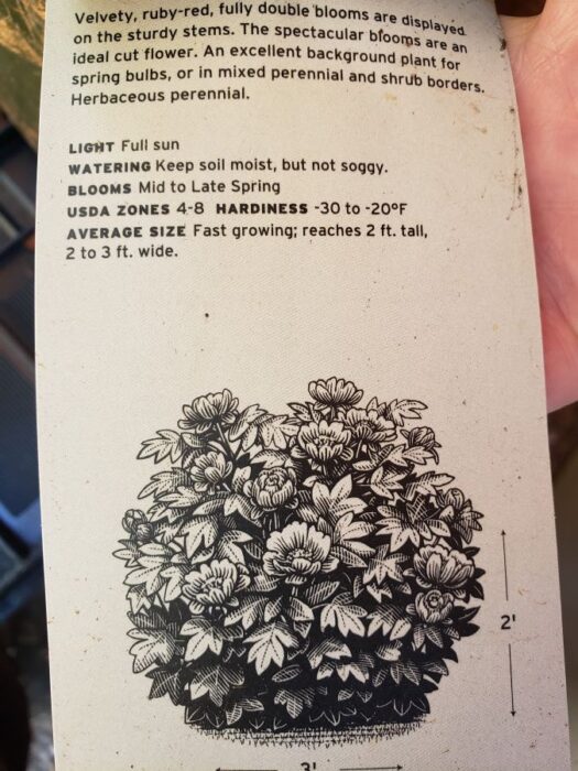 Plant label for a peony, states UDSA zones 4-8