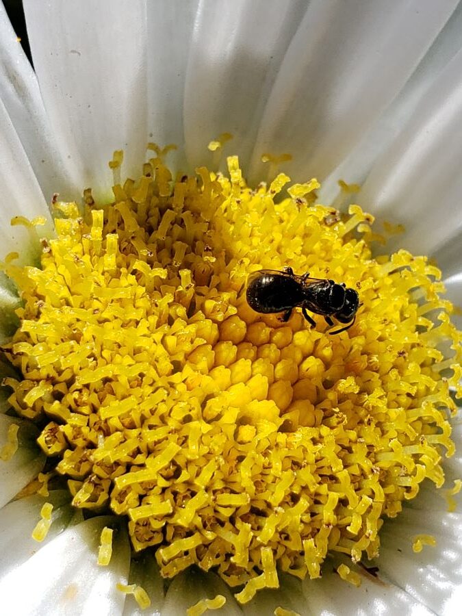Tiny parasitic wasp feeding on nectar on a daisy