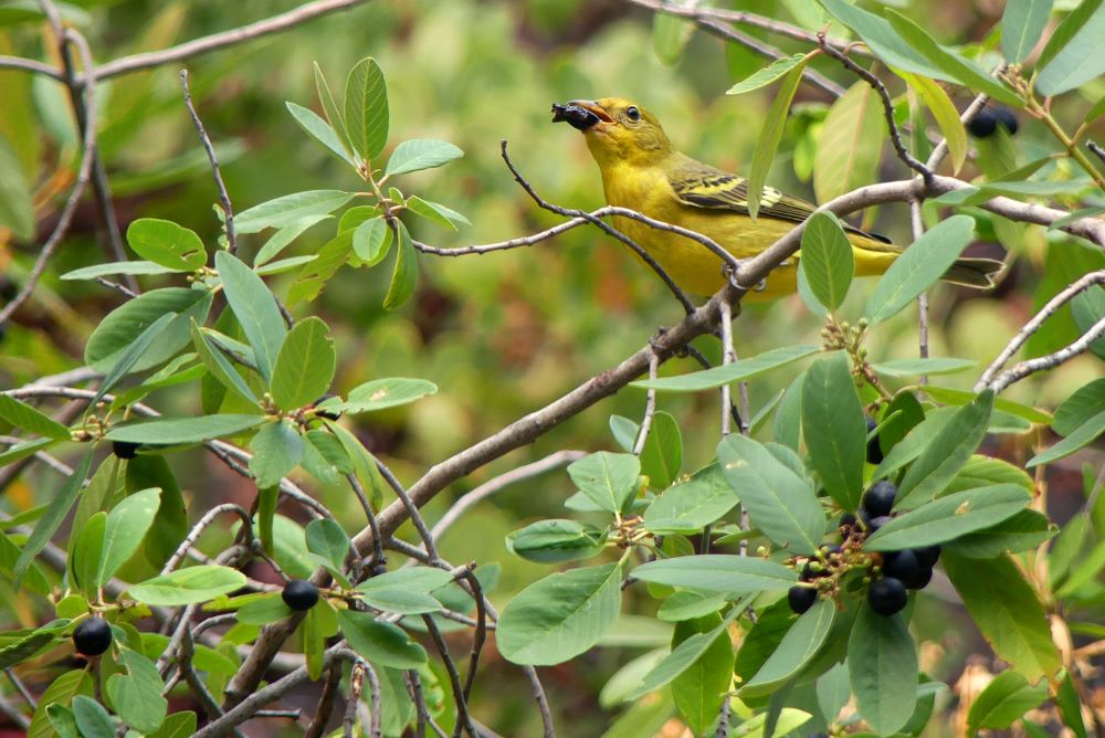 Yellow bird in a shrub eating a berry from it.