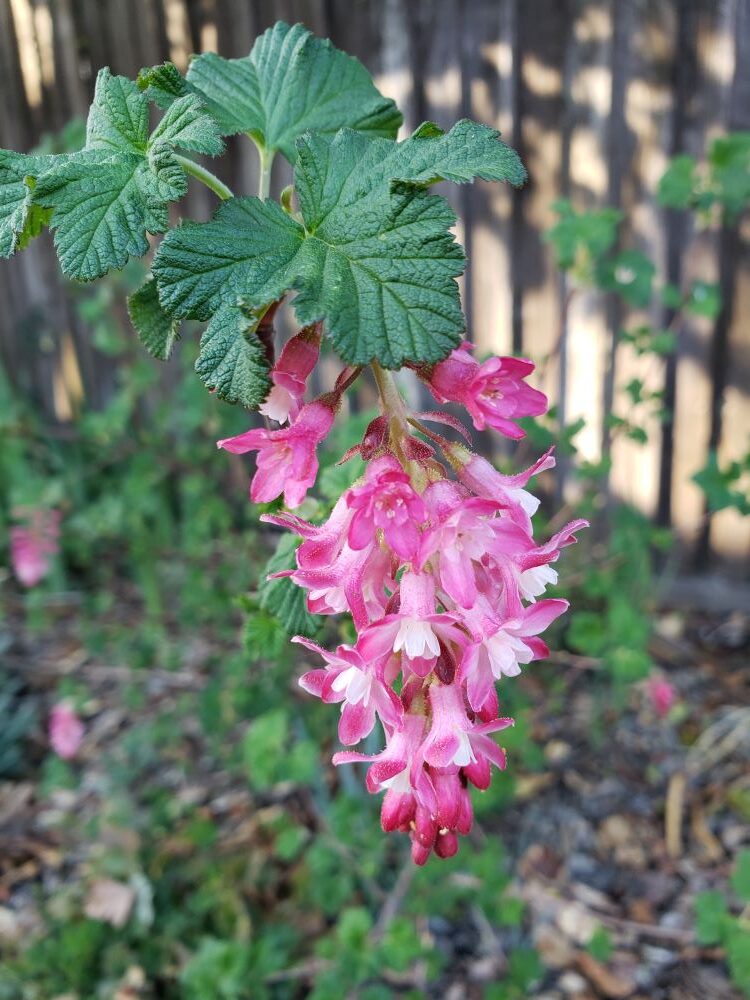 Cluster of white trumpet shaped flowers with pink tones and some yellow, all in a cluster