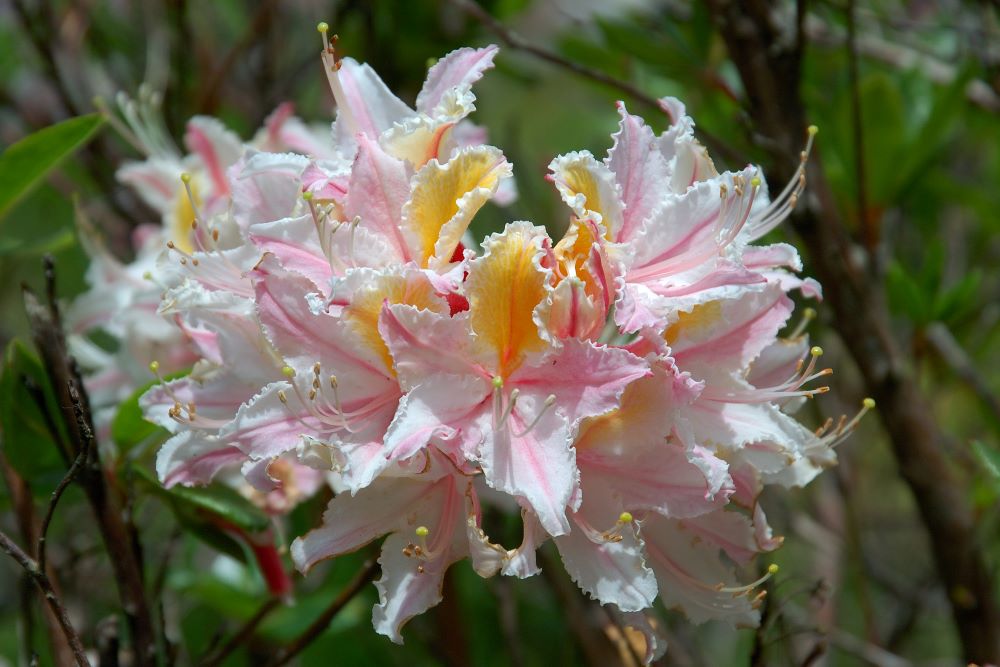 Cluster of white trumpet shaped flowers with pink tones and some yellow, all in a cluster