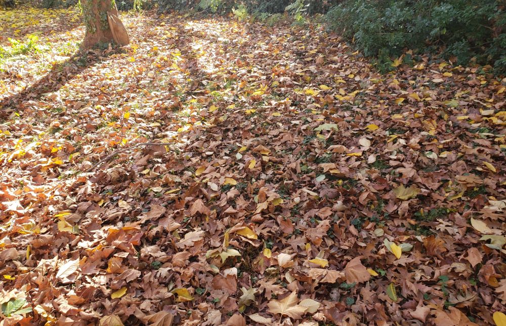 A lawn under a thick layer of fallen leaves from a sycamore tree