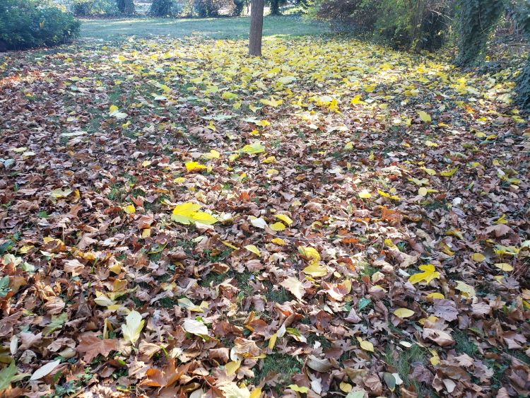Brown sycamore leaves with yellow fruitless mulberry leaves fallen on the lawn