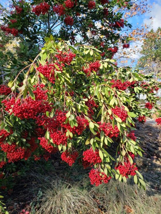 Clusters of bright red berries hanging on a green shrub