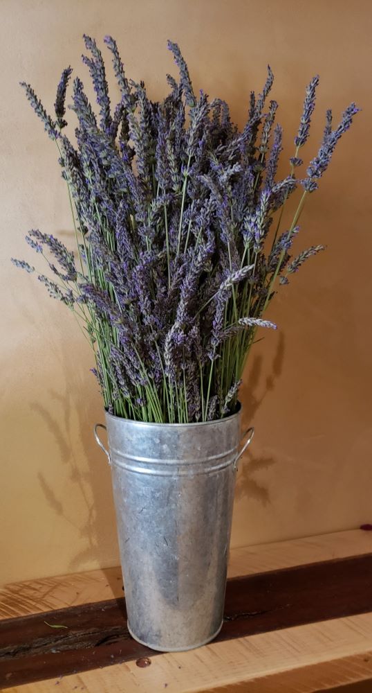 Bouquet of dried purple lavender in a tall metal vase