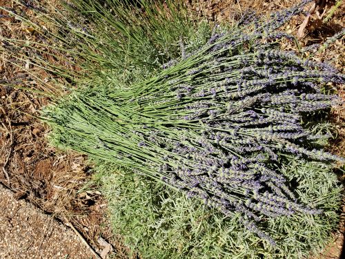 Bundle of harvested lavender on the ground