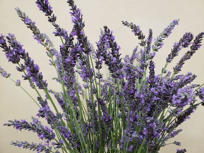 Bundle of fresh cut purple lavender stems displayed on a wooden box.