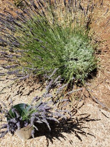 A half trimmed lavender plant.