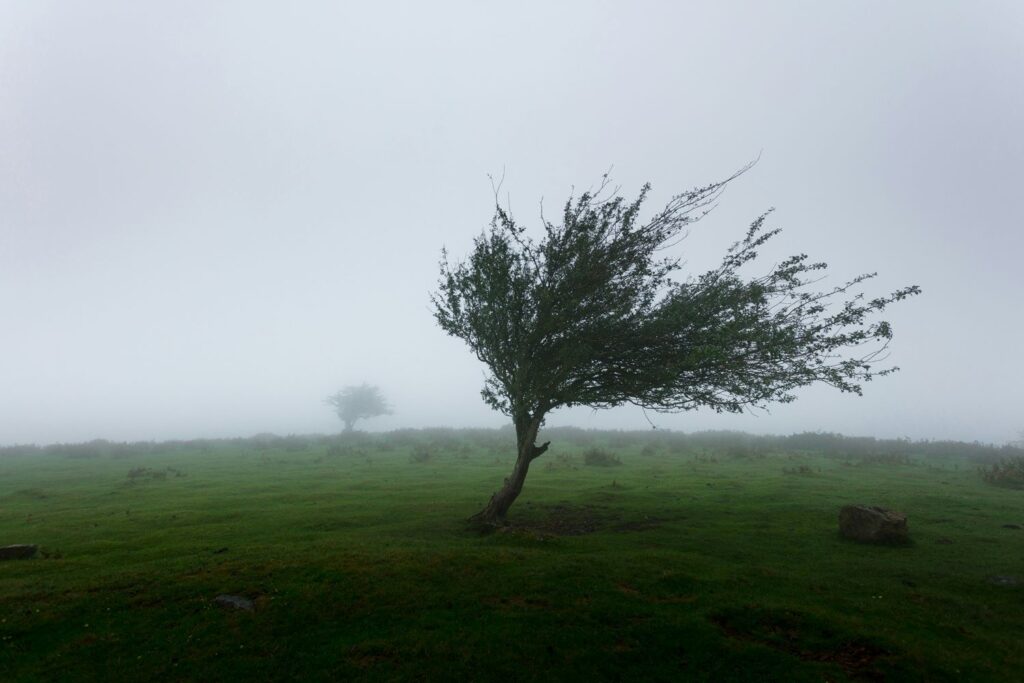 Lone tree in wind