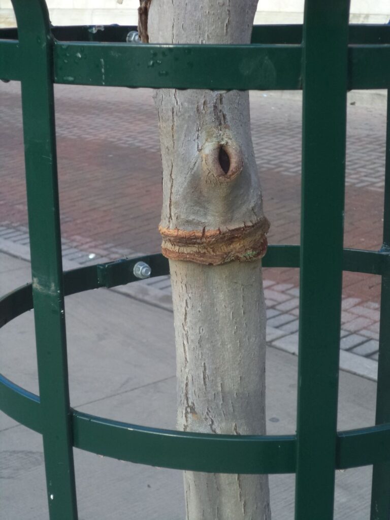 A ring of injury around a young tree from a tree tie left on too long 